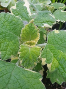 Plectranthus hadiensis var. tomentosus 'Penge'